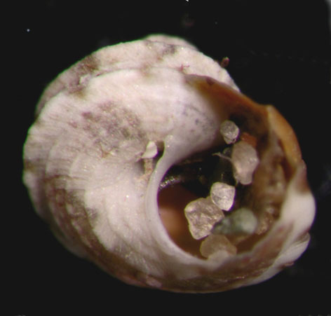 Gibbula tingitana Pallary, 1901