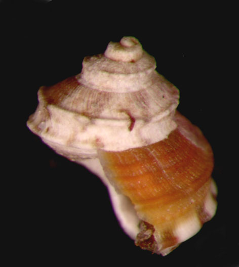 Gibbula tingitana Pallary, 1901