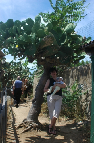 Opuntia ficus-indica / Fico d ''India