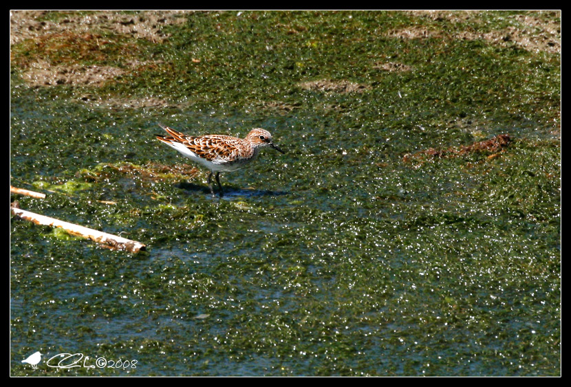 Calidris Minuta - Gambecchio