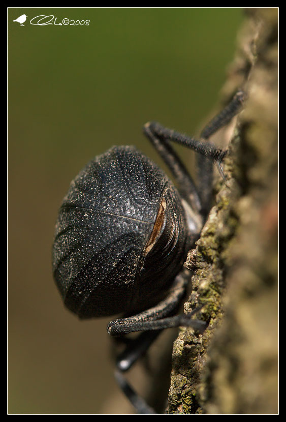 Pimelia rugulosa