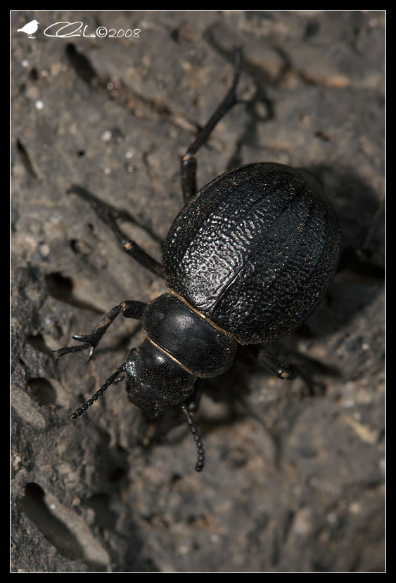 Pimelia rugulosa