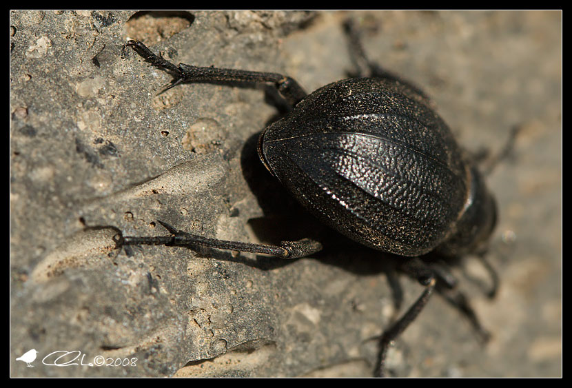 Pimelia rugulosa