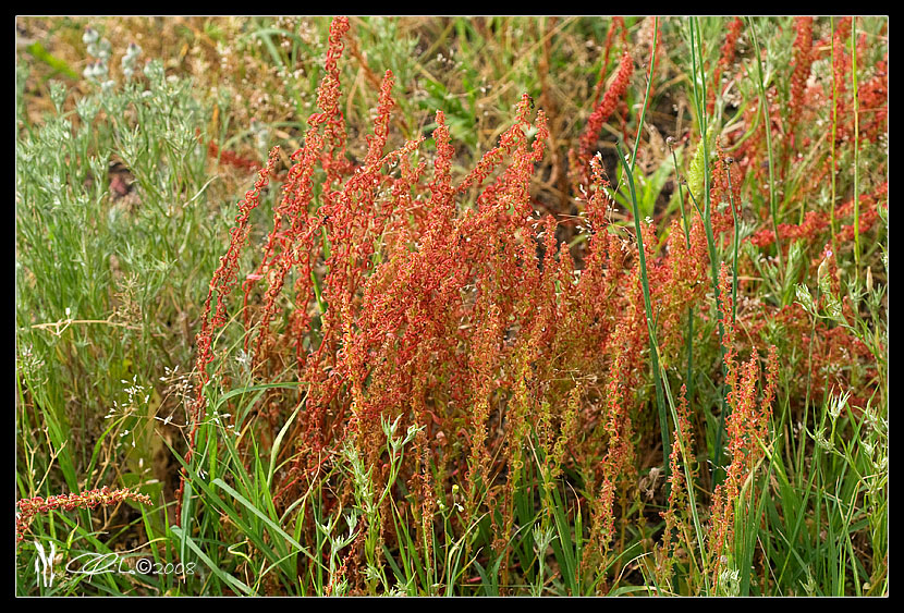 Rumex bucephalophorus / Romice capo di bue