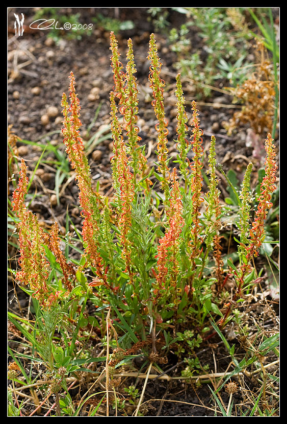 Rumex bucephalophorus / Romice capo di bue