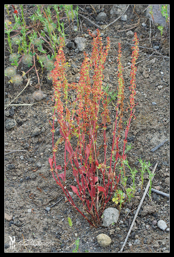 Rumex bucephalophorus / Romice capo di bue