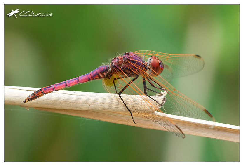 Trithemis annulata - Libellulidae