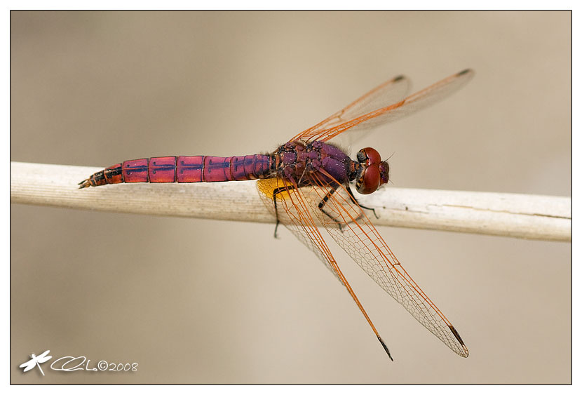 Trithemis annulata - Libellulidae