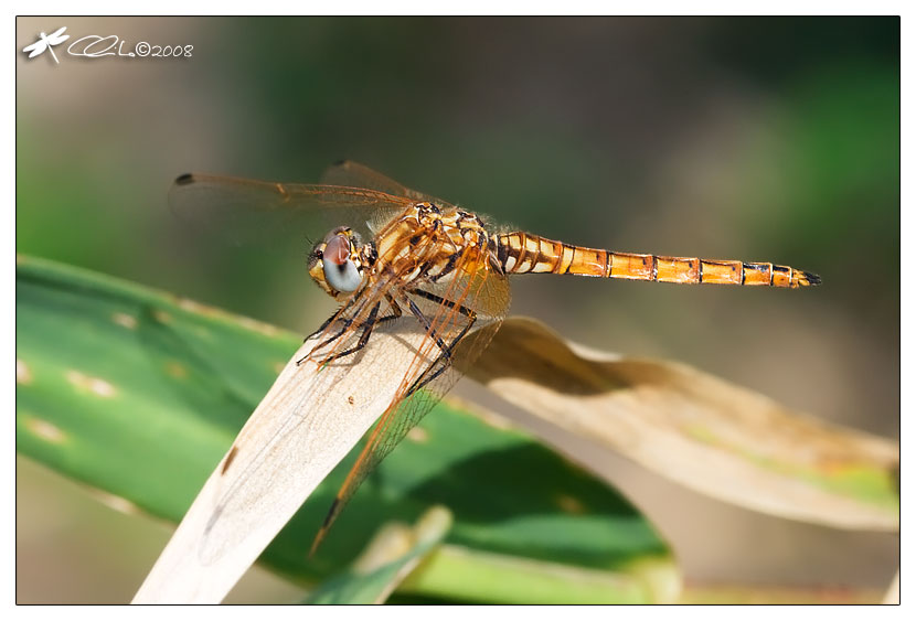 Trithemis annulata - Libellulidae