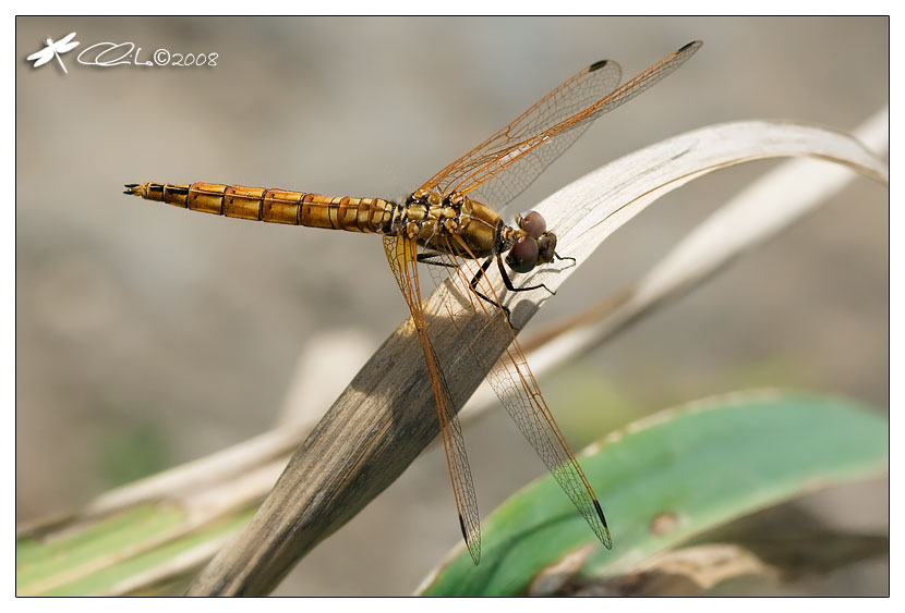 Trithemis annulata - Libellulidae