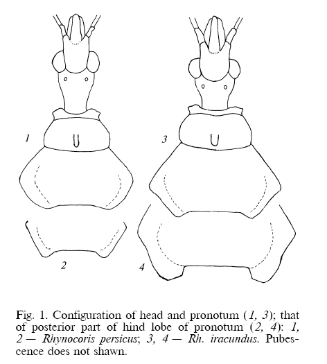 Rhynocoris cfr iracundus