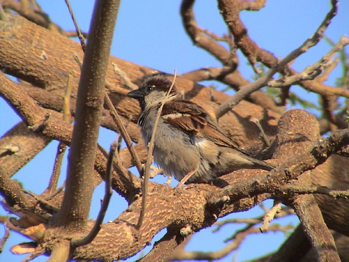 Passera mattugia Passer montanus -  Si discute di Ploceidae.