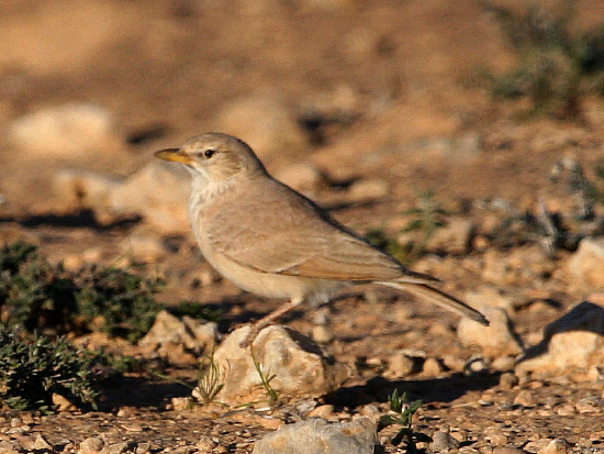 Calandrina (Tunisia)