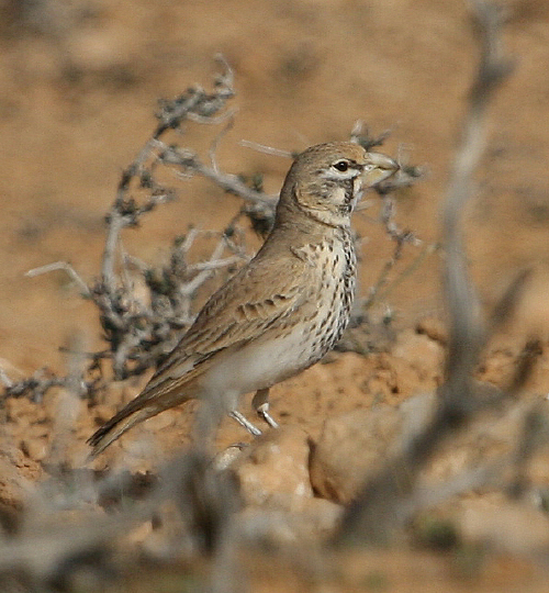 allodola beccogrosso (Tunisia)