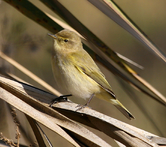 Lu piccolo Phylloscopus collybita. Tunisia