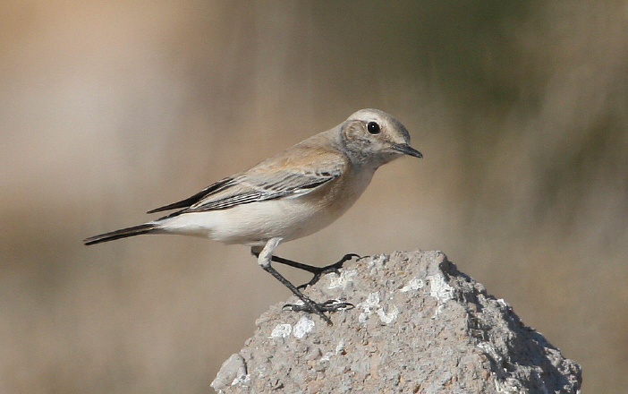Monachella del deserto (Tunisia)