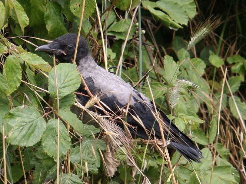 Cornacchia grigia - Corvus corone cornix