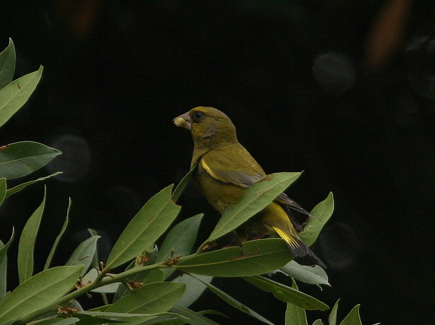 Verdoni Carduelis chloris - Divertissement didattico -
