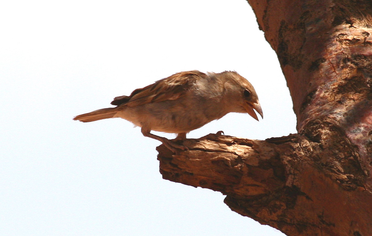Passera mattugia Passer montanus -  Si discute di Ploceidae.