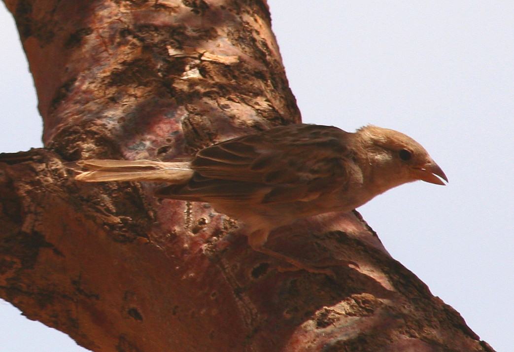 Passera mattugia Passer montanus -  Si discute di Ploceidae.