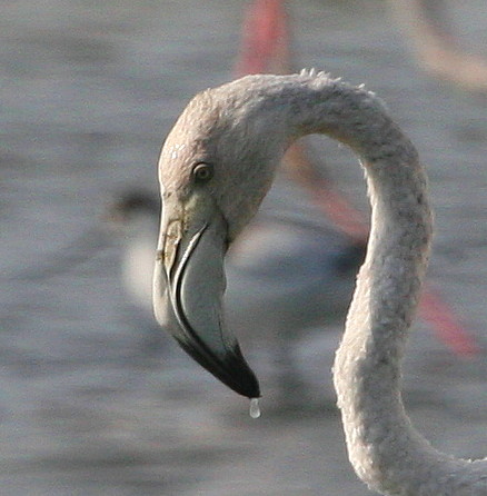 Fenicottero minore (Phoenicopterus minor) nel Delta del Po