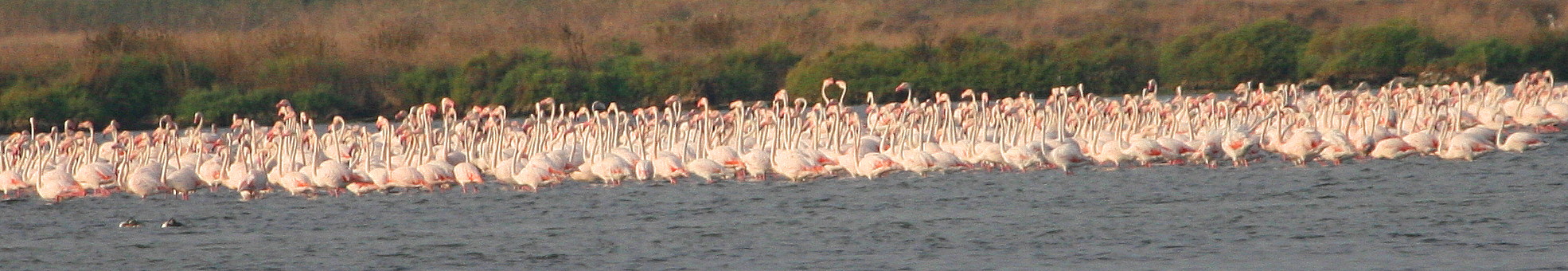 Fenicottero minore (Phoenicopterus minor) nel Delta del Po