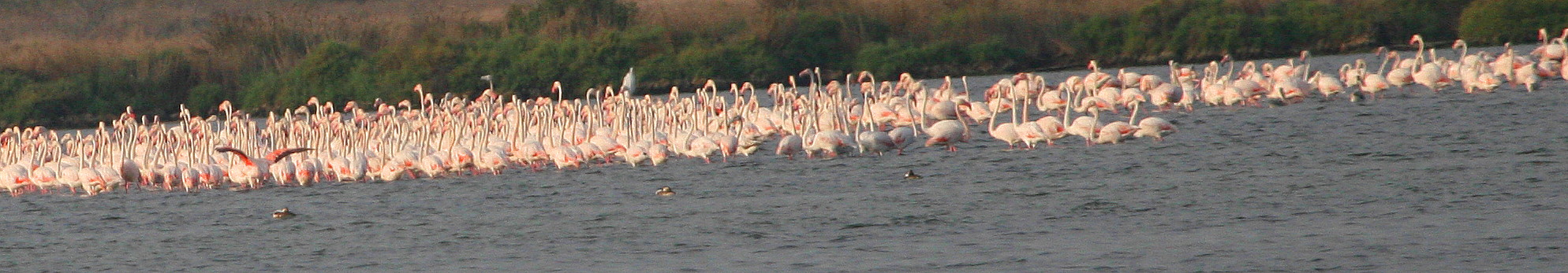 Fenicottero minore (Phoenicopterus minor) nel Delta del Po