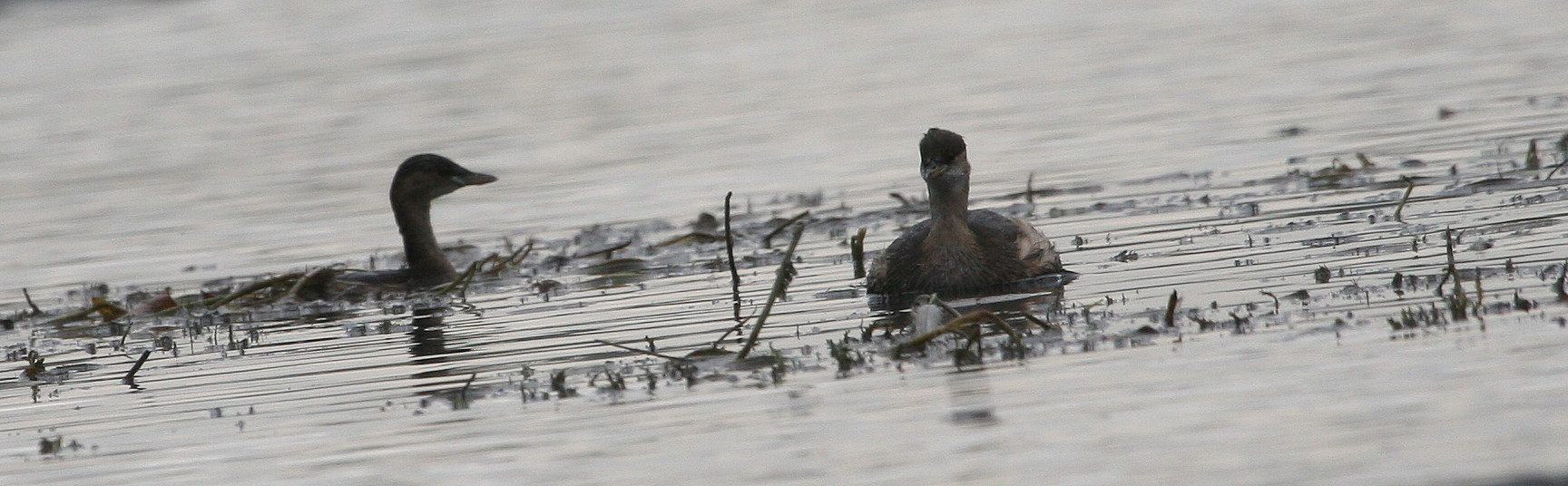Tuffetti Tachybaptus ruficollis