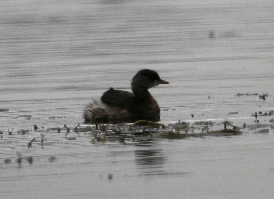 Tuffetti Tachybaptus ruficollis