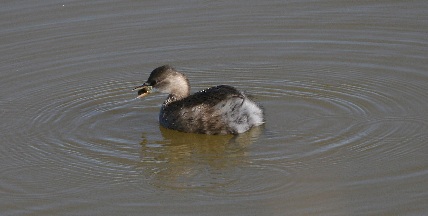 Tuffetti Tachybaptus ruficollis