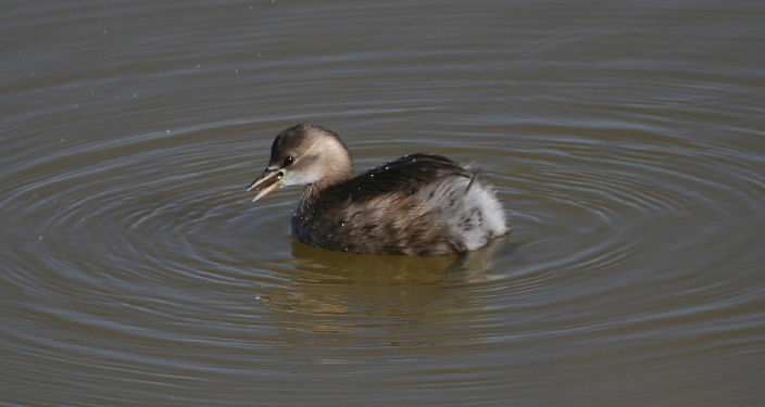 Tuffetti Tachybaptus ruficollis