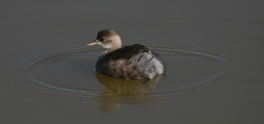 Tuffetti Tachybaptus ruficollis