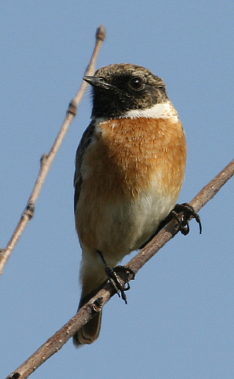 Saltimpalo Saxicola rubicola