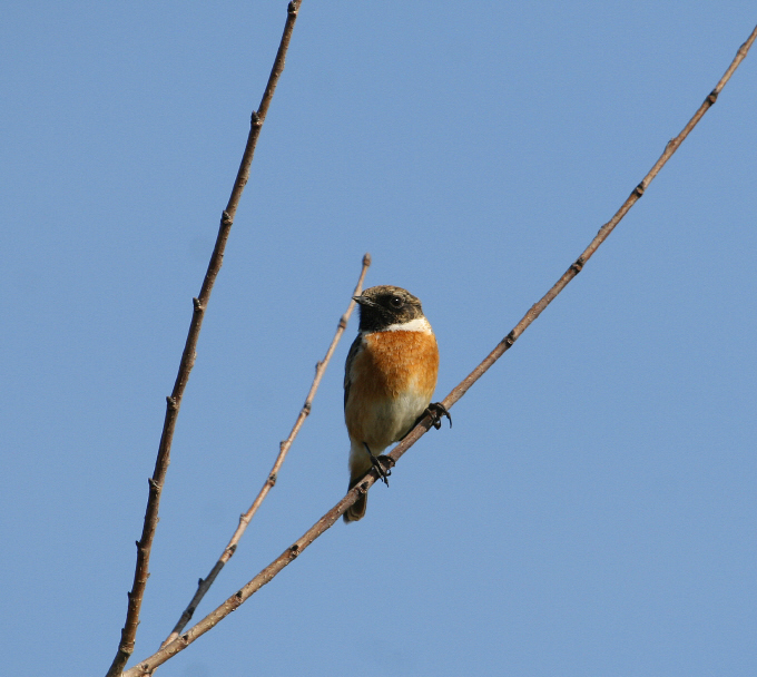 Saltimpalo Saxicola rubicola