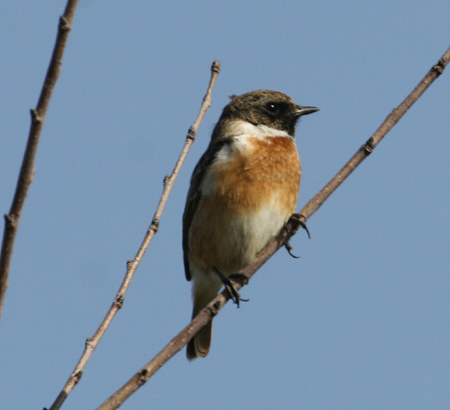 Saltimpalo Saxicola rubicola