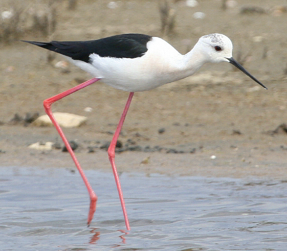 Cavaliere d''Italia  Himantopus himantopus