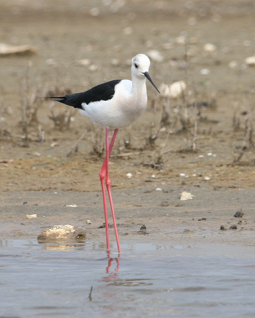 Cavaliere d''Italia  Himantopus himantopus