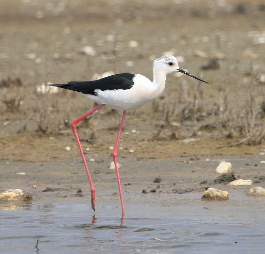 Cavaliere d''Italia  Himantopus himantopus