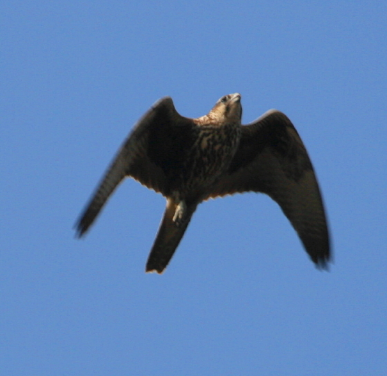 Falco sacro (Falco cherrug)