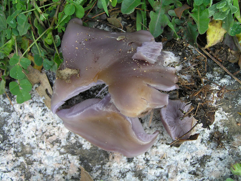 Un bel Lepista della Sardegna (SS)