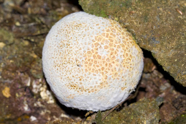 Carrellata di funghi da determinare. Dateci sotto!!!!