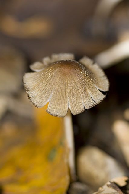 Carrellata di funghi da determinare. Dateci sotto!!!!