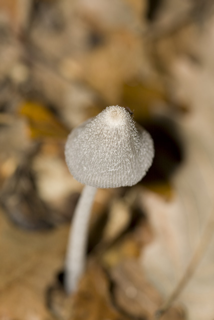 Carrellata di funghi da determinare. Dateci sotto!!!!