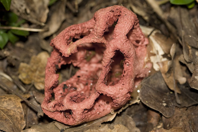 Carrellata di funghi da determinare. Dateci sotto!!!!