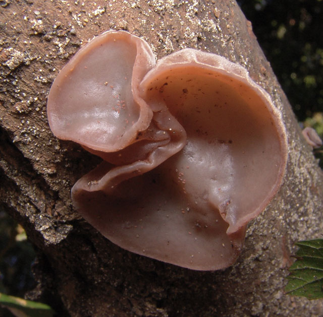 Carrellata di funghi da determinare. Dateci sotto!!!!