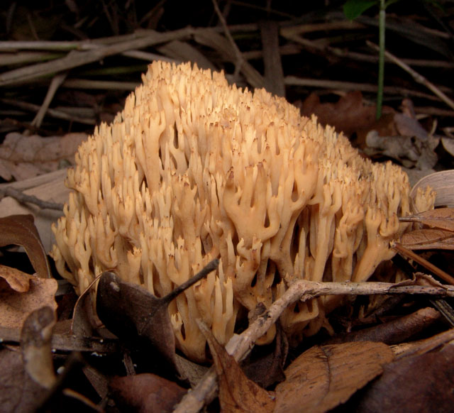 Carrellata di funghi da determinare. Dateci sotto!!!!