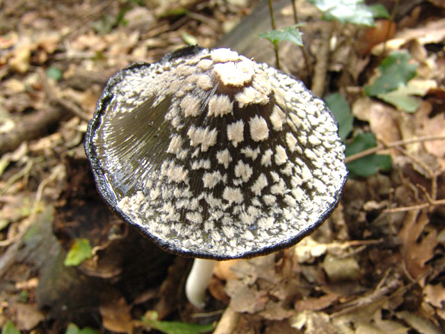 Carrellata di funghi da determinare. Dateci sotto!!!!