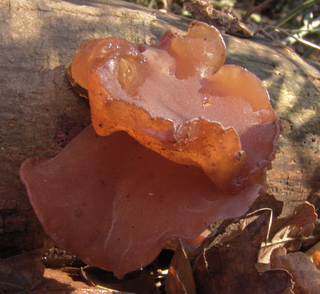 Carrellata di funghi da determinare. Dateci sotto!!!!