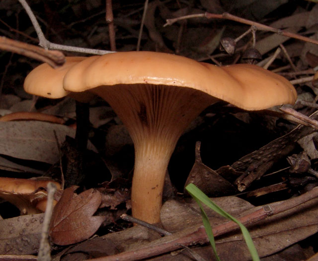 Carrellata di funghi da determinare. Dateci sotto!!!!