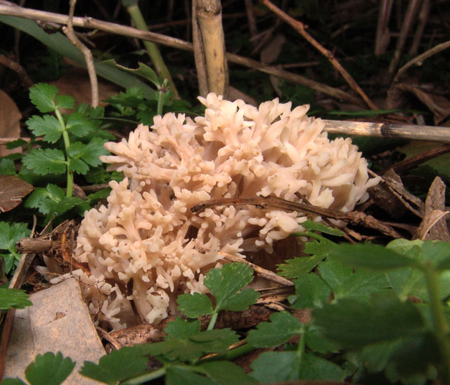 Carrellata di funghi da determinare. Dateci sotto!!!!